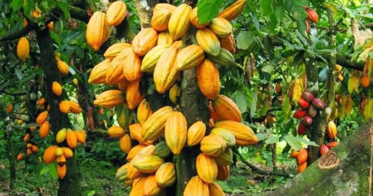 Cabosses de cacao mûres