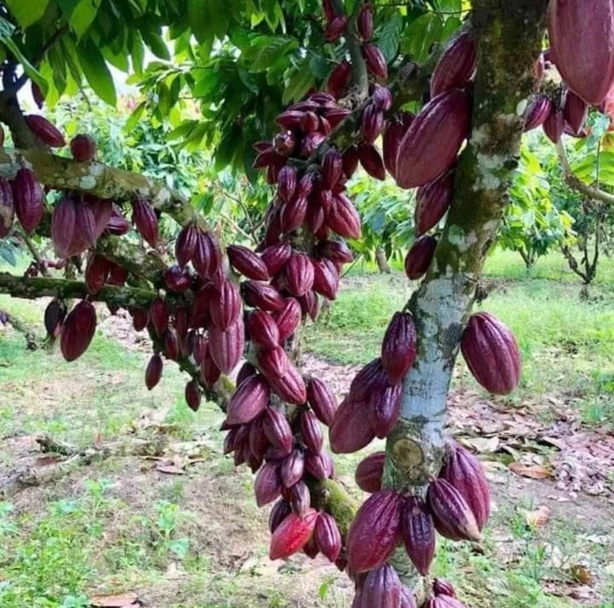 Cabosses de cacao